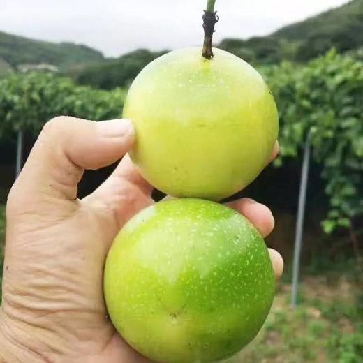黄金百香果—"果汁之王" 【基地直采发货】 商品图2