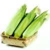 新包谷500g   新鲜蔬菜 商品缩略图4