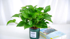 【8.8元/盆】懒人好养盆栽带回家