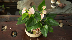 超好养的粉色盆栽，粉掌的娇艳，谁顶得住？