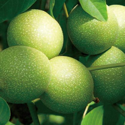 【广香玫】核桃果500g/1500g/2500g 商品图4