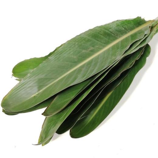 天堂鸟叶 商品图0