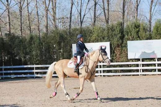 天星调良马术骑乘周末体验券 商品图1