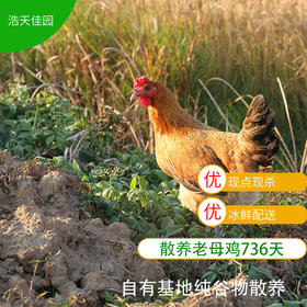 老母鸡（736天以上）
