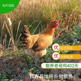 基地散养老母鸡 402天以上【只发江浙沪】