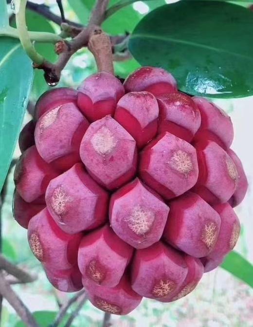 房县现摘黑老虎布福娜 商品图1