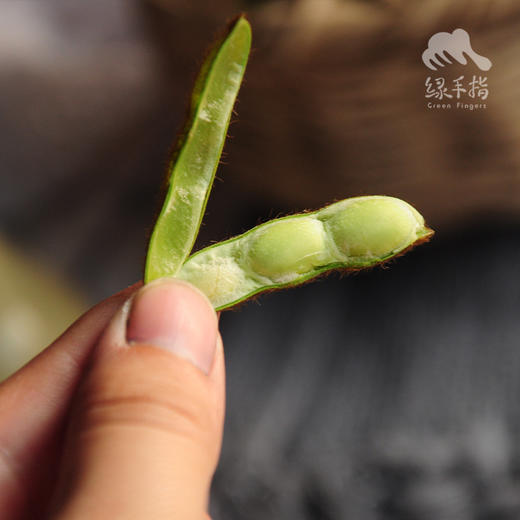 生态毛豆 | 合作生产*Eco green soy bean | Coproduction 商品图2