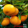 【全国包邮】壹品爆橘 4.5斤±2两/箱 约18-23个果（72小时内发货） 商品缩略图1