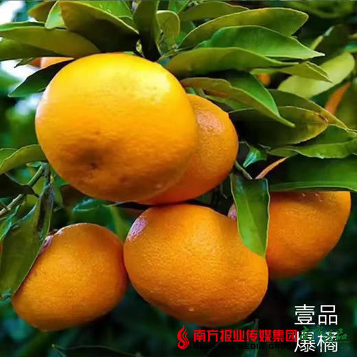 【全国包邮】壹品爆橘 4.5斤±2两/箱 约18-23个果（72小时内发货） 商品图1