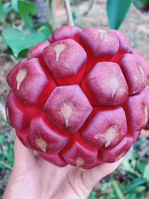 房县现摘黑老虎布福娜 商品图0