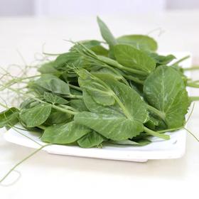 豌豆尖200g    新鲜蔬菜