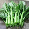 菜心250g  新鲜蔬菜 商品缩略图0