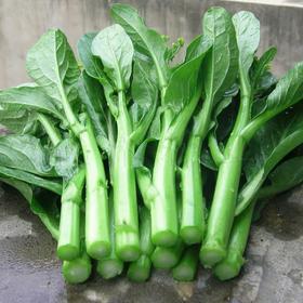 菜心250g  新鲜蔬菜