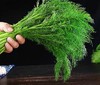 茴香200g   新鲜蔬菜 商品缩略图1