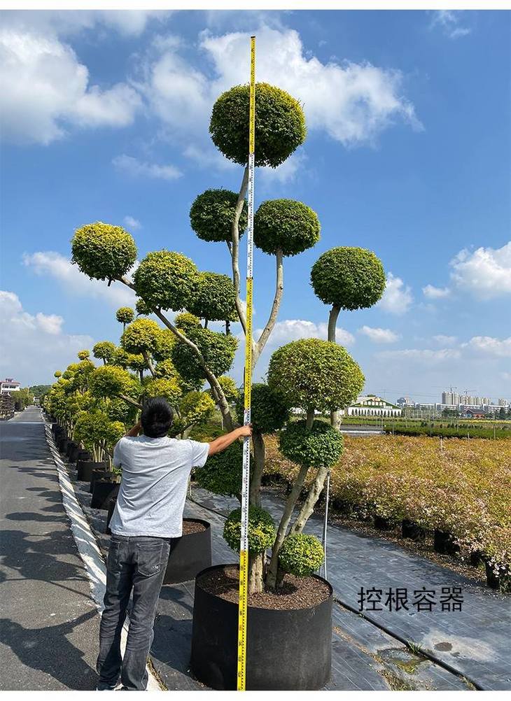 小叶女贞"柠檬之光 单球多球造型可选 限自提