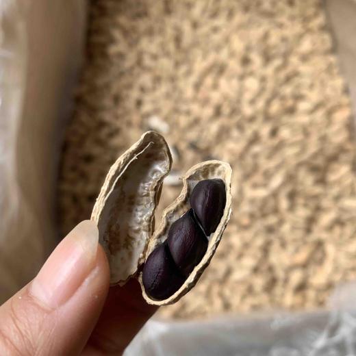 【黑花生】云南普洱本地老品种  非转基因可自留种 /皮薄 味甜 花生味十足/新货包邮 商品图4