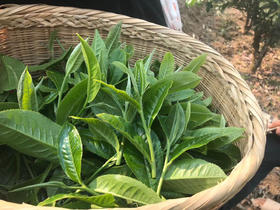 布朗頭春普洱茶