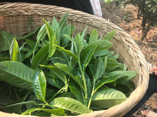 布朗頭春普洱茶 商品图0