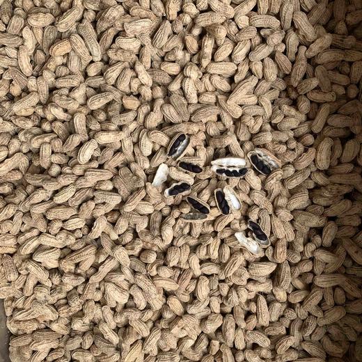 【黑花生】云南普洱本地老品种  非转基因可自留种 /皮薄 味甜 花生味十足/新货包邮 商品图3