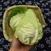 牛心莲花白 900g-1100g （蔬菜） 商品缩略图2