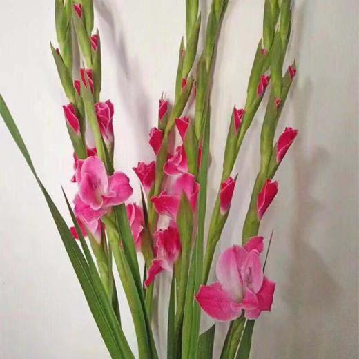 wxb-剑兰 桃红色/玫红色 20支