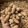 【黑花生】云南普洱本地老品种  非转基因可自留种 /皮薄 味甜 花生味十足/新货包邮 商品缩略图2
