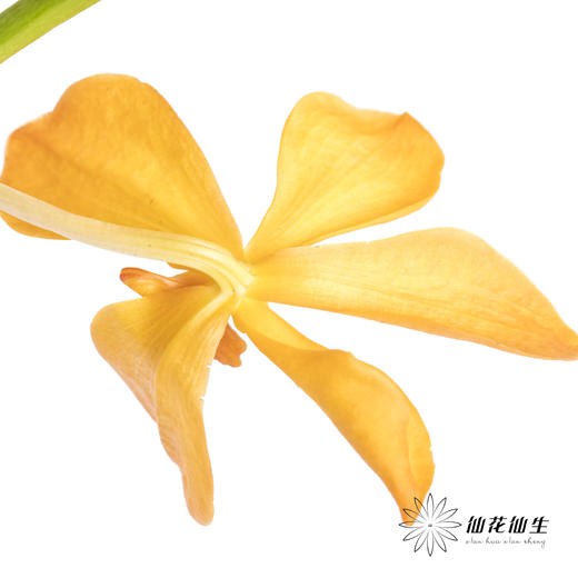 兰花 | 千代兰橙色 商品图3