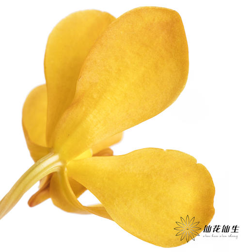 兰花 | 千代兰橙色 商品图1