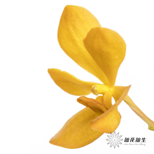 兰花 | 千代兰橙色 商品图0