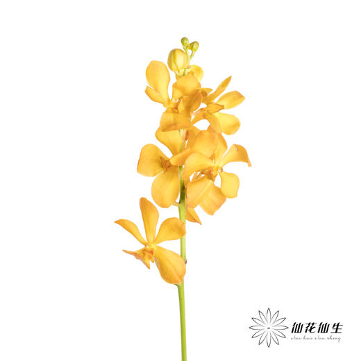 兰花 | 千代兰橙色 商品图5