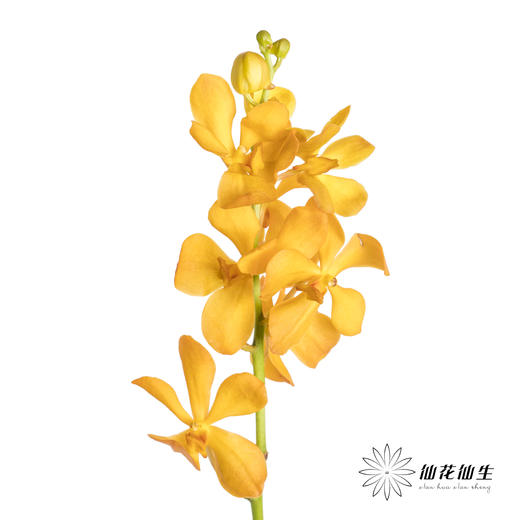 兰花 | 千代兰橙色 商品图4