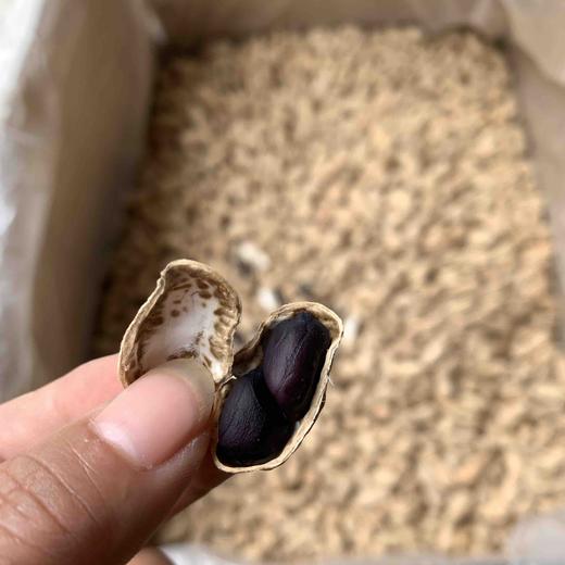【黑花生】云南普洱本地老品种  非转基因可自留种 /皮薄 味甜 花生味十足/新货包邮 商品图5