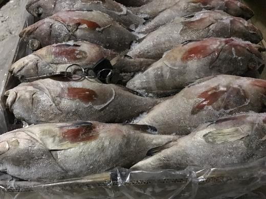 石斑鱼/袋 批 商品图0