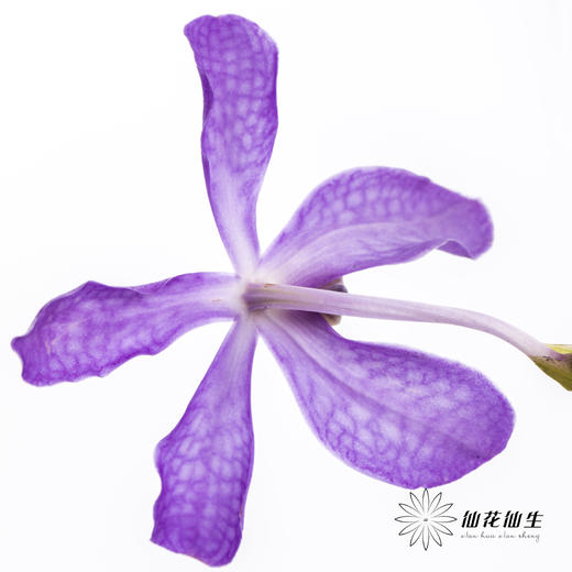 兰花 | 千代兰浅紫 商品图5