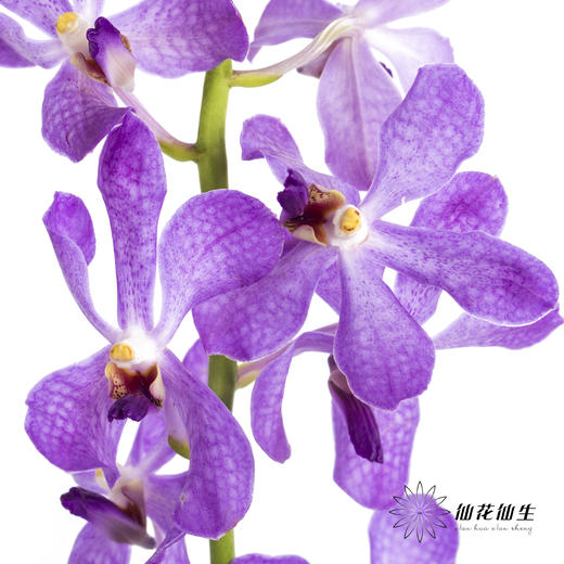 兰花 | 千代兰浅紫 商品图4