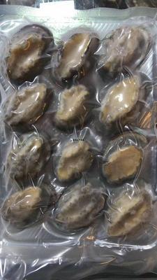 龙翔鲍鱼/袋 批