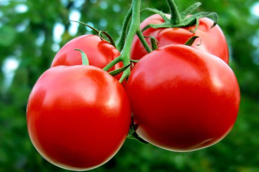 蔬菜如何做植株调整 商品图0