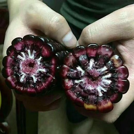 【武汉.汉南】汉南熟黑糯玉米10支（真空装） 商品图3