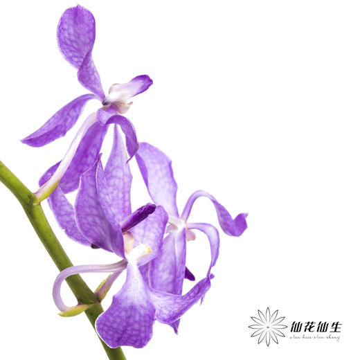 兰花 | 千代兰浅紫 商品图2