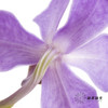 兰花 | 千代兰浅紫 商品缩略图1