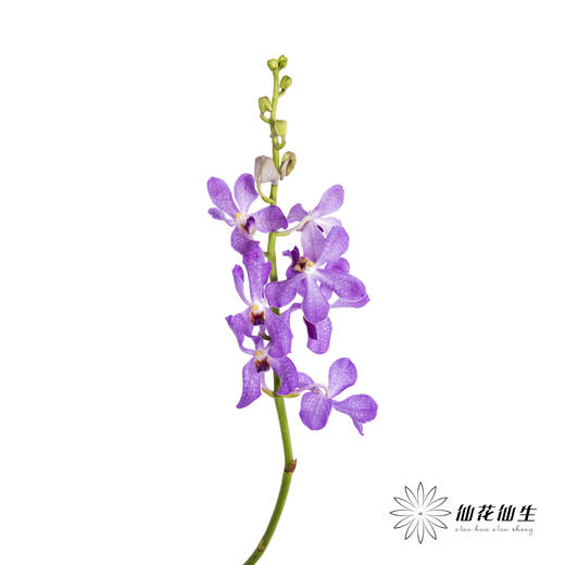 兰花 | 千代兰浅紫 商品图3