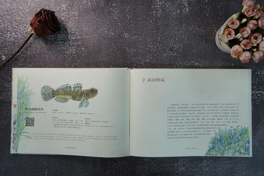 中国原生鱼水彩绘 商品图7