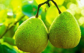  润肺止咳有奇效，20斤贡梨才熬制出一斤梨膏棒棒糖，老人小孩都爱吃！ 