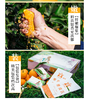 有机果冻橙 商品缩略图1