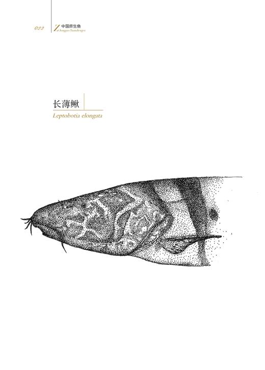 中国原生鱼（第一辑） 商品图5