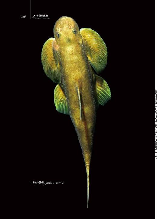中国原生鱼（第一辑） 商品图1