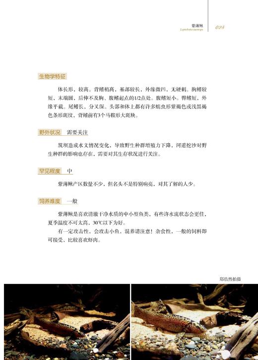 中国原生鱼（第一辑） 商品图8