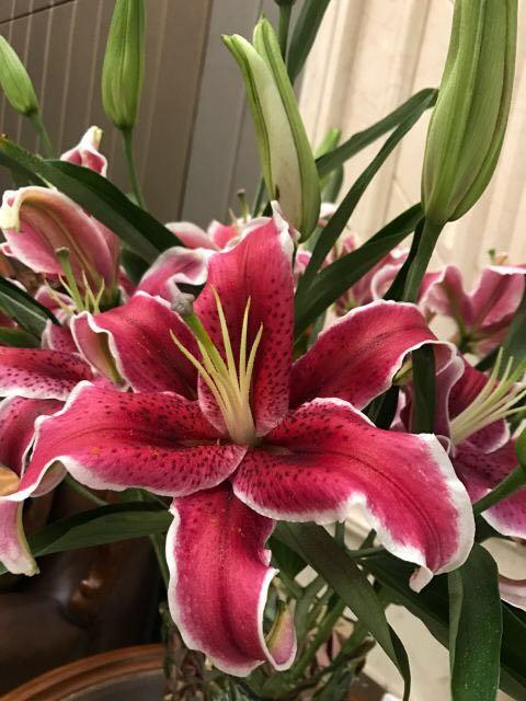 营销会百合花预售（1扎10枝3头以上） 商品图4