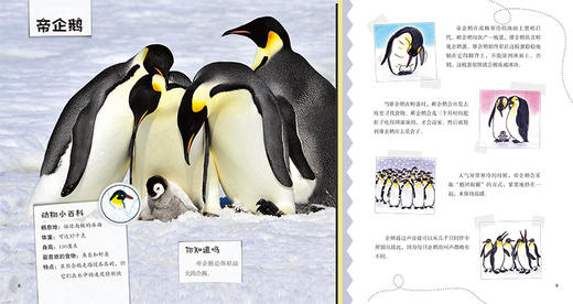 我的野生动物朋友（趣味野生动物小百科）（套装4册）-分销 商品图7