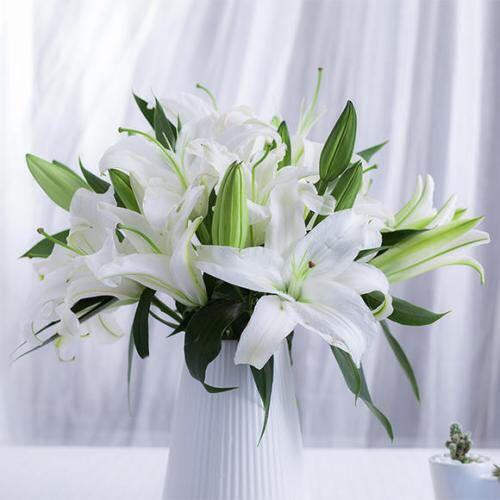 营销会百合花预售（1扎10枝3头以上） 商品图1